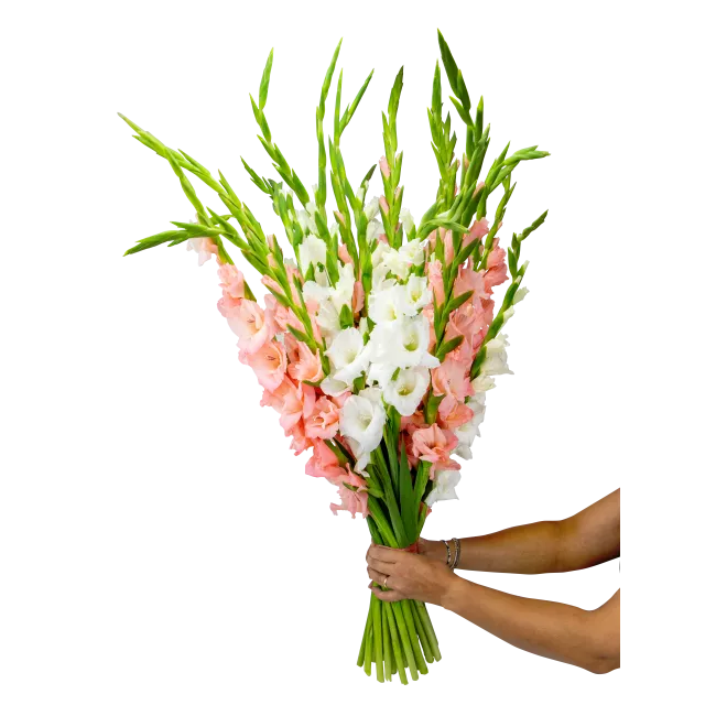kytice gladiol
